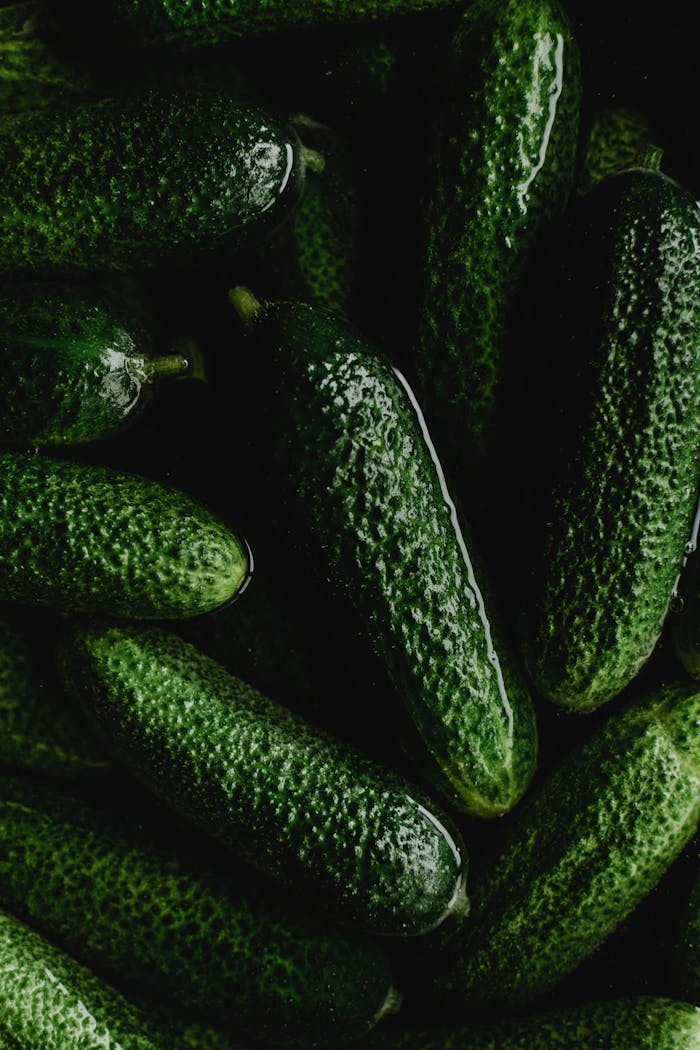 A close-up view of fresh, green cucumbers ready for pickling and preservation in Estonia.